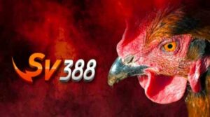 Đá gà SV388 - Trang đá gà trực tuyến chất lượng hàng đầu